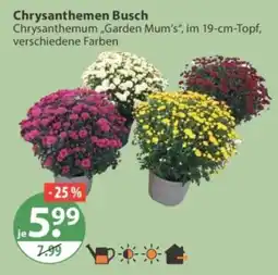 V Markt Chrysanthemen Busch Angebot