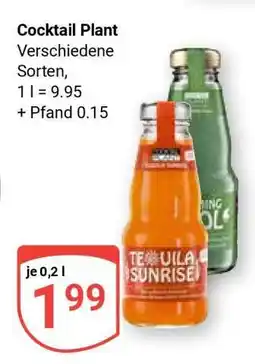 Globus Cocktail Plant Angebot