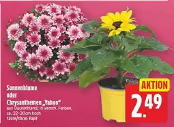 E-Center Sonnenblume Angebot