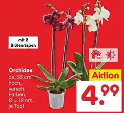 Netto Marken-Discount Orchidee Angebot