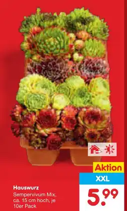 Netto Marken-Discount Hauswurz Angebot
