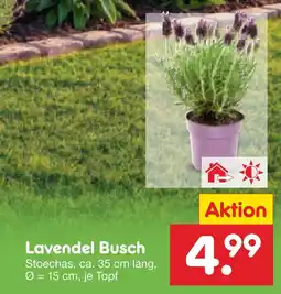 Netto Marken-Discount Lavendel busch Angebot