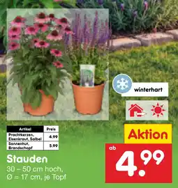 Netto Marken-Discount Stauden prachtkerzen Angebot