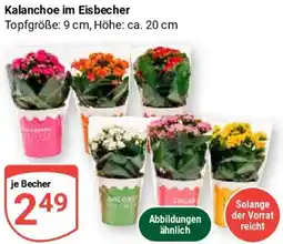 Globus Kalanchoe im Eisbecher Angebot
