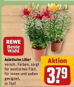 REWE REWE Beste Wahl Asiatische Lilie Angebot