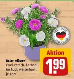 REWE Aster >>Duo<< Angebot
