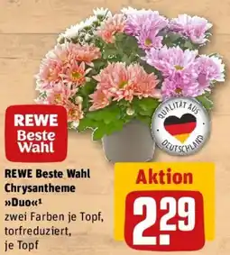 REWE REWE Beste Wahl Chrysantheme >>Duo<< Angebot