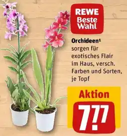 REWE REWE Beste Wahl Orchideen Angebot
