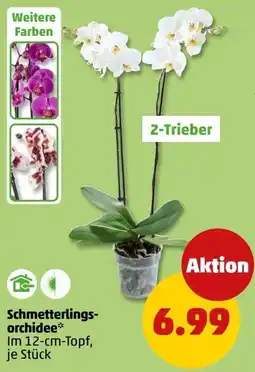 PENNY Schmetterlingsorchidee Angebot