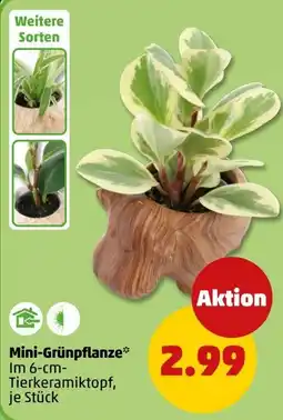 PENNY Mini-Grünpflanze Angebot