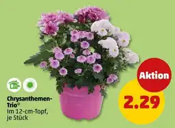 PENNY Chrysanthemen-Trio* Angebot
