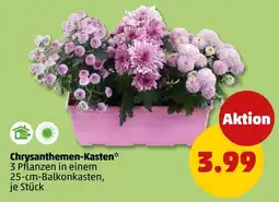 PENNY Chrysanthemen-Kasten* Angebot