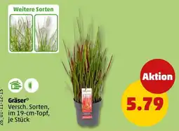 PENNY Gräser* Angebot