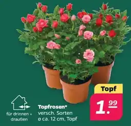 Netto Topfrosen* Angebot