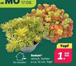 Netto Sedum* Angebot