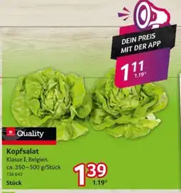 Selgros Quality Kopfsalat Angebot