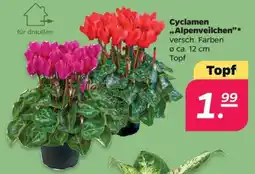 Netto Cyclamen "Alpenveilchen" Angebot