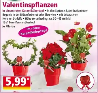 Norma Valentinspflanzen Angebot