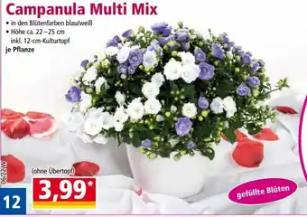 Norma Campanula Multi Mix Angebot