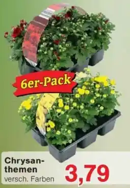 Jawoll Chrysanthemen Angebot