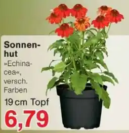 Jawoll Sonnen-hut »Echina-cea« Angebot