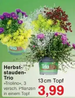 Jawoll Herbst-stauden-Trio »Triolino« Angebot