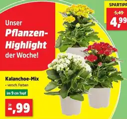Thomas Philipps Kalanchoe-Mix Angebot
