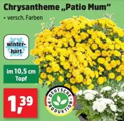 Thomas Philipps Chrysantheme "Patio Mum" Angebot