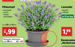 Thomas Philipps Lavendel Angebot