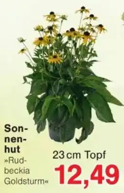 Jawoll Sonnenhut »Rudbeckia Goldsturm« Angebot
