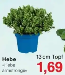 Jawoll Hebe »Hebe armstrongii« Angebot