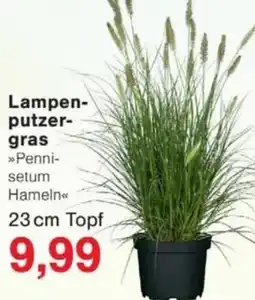 Jawoll Lampenputzergras »Pennisetum Hameln« Angebot