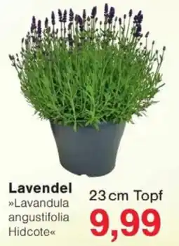 Jawoll Lavendel »Lavandula angustifolia Hidcote« Angebot