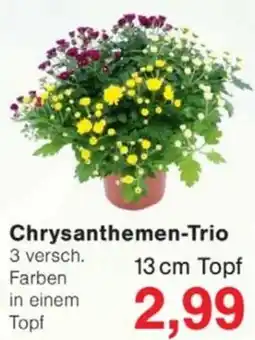 Jawoll Chrysanthemen-Trio Angebot