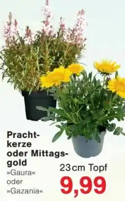 Jawoll Pracht-kerze oder Mittags-gold Angebot