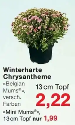 Jawoll Belgian Mums® Angebot