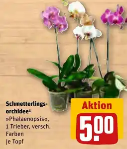 REWE Schmetterlings-orchidee Angebot