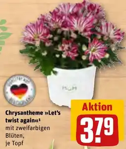 REWE Chrysantheme »Let's twist again« Angebot