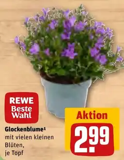 REWE Glockenblume Angebot