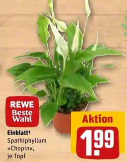 REWE Einblatt Spathiphyllum »Chopin« Angebot