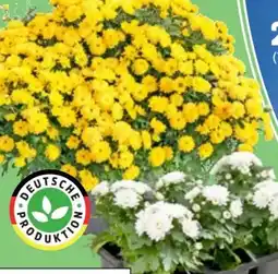 Thomas Philipps Chrysanthemen Patio Mum Angebot