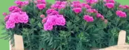 Thomas Philipps Nelken Dianthus Angebot