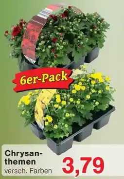 Wiglo Wunderland Chrysanthemen Angebot