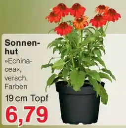 Wiglo Wunderland Sonnen-hut »Echina-cea« Angebot