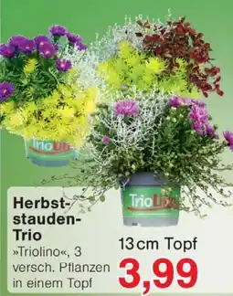 Wiglo Wunderland Herbst-stauden-Trio Triolino Angebot