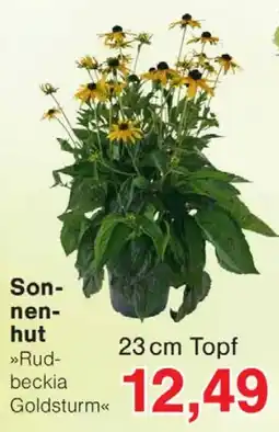 Wiglo Wunderland Sonnenhut »Rudbeckia Goldsturm« Angebot