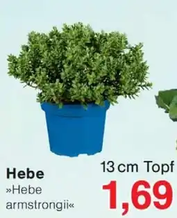 Wiglo Wunderland Hebe »Hebe armstrongii« Angebot