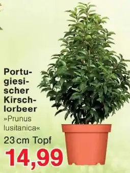 Wiglo Wunderland Portugiesischer Kirsch- lorbeer »Prunus lusitanica« Angebot