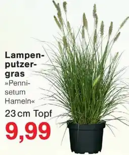 Wiglo Wunderland Lampenputzergras »Pennisetum Hameln« Angebot