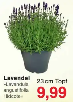 Wiglo Wunderland Lavendel »Lavandula angustifolia Hidcote« Angebot
